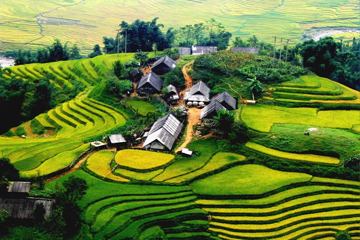 Admire terraced fields in Sapa, Vietnam in August